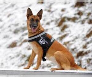 Small #2 Breed German Shepherd Dog image