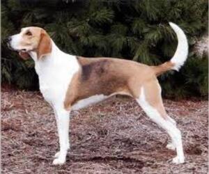 Small #3 Breed American Foxhound image