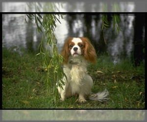 Image for artice 'Find Your Cavalier King Charles Spaniel Puppy: 2024 Listings & Prices on InstantPuppy.com'
