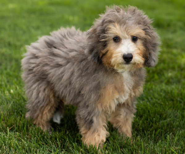 Image (Bernedoodle (Miniature) (+ Poodle Miniature))