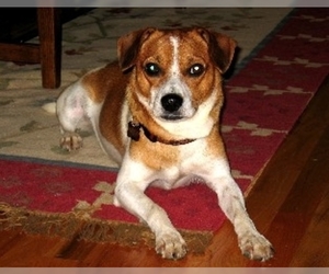 Image of Jack-A-Bee breed