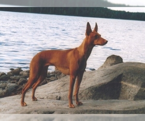 Image of Cirneco Dell' Etna breed
