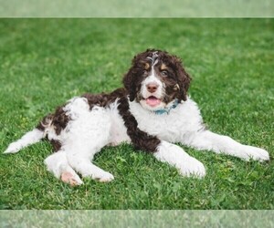 Image of Bernedoodle mix (+ Poodle Standard) breed