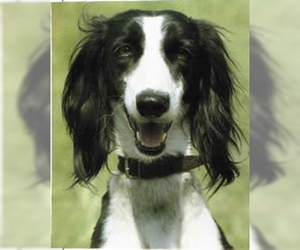 Image of East Russian Coursing Hound breed