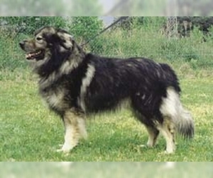 Image of Karst Shepherd breed