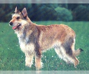 Image of Berger Picard breed