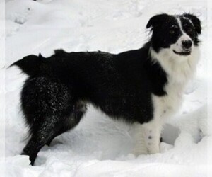 Image of Border-Aussie breed