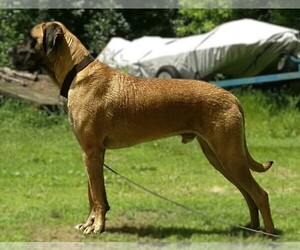 Image of Saint Dane breed