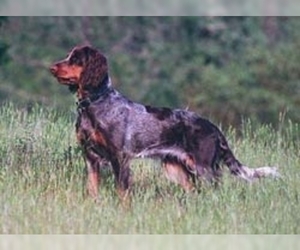 Image of Blue Picardy Spaniel breed