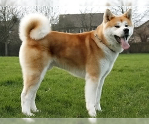 Small #3 Breed Akita image
