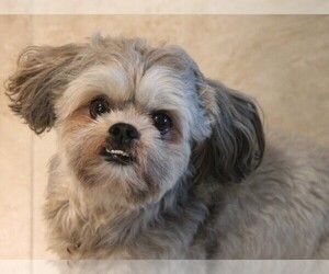 Image of Hava-Apso breed