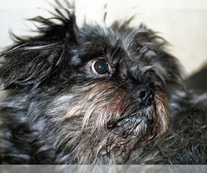 Small #3 Breed Affenpinscher image