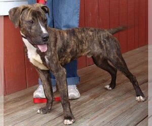 Image of Bordern Plotthound breed