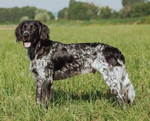 Image of Munsterlander (Large) breed