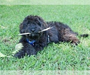 Image of Affenpoo breed