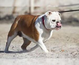 Small #5 Breed Bulldog image