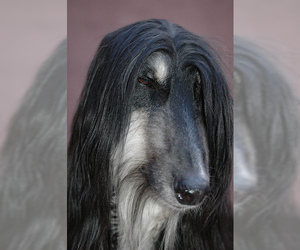 Small #7 Breed Afghan Hound image
