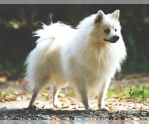 Image of Volpino breed