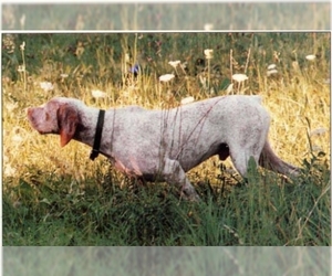 Image of Braque Dupuy breed