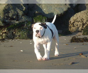 Small #3 Breed Alapaha Blue Blood Bulldog image