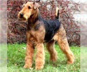 Small #4 Breed Airedale Terrier image