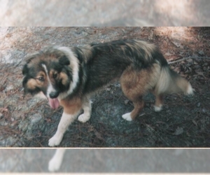 Image of Old-Time Farm Shepherd breed