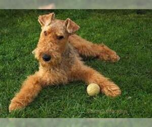 Small #3 Breed Airedale Terrier image