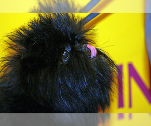 Small #5 Breed Affenpinscher image