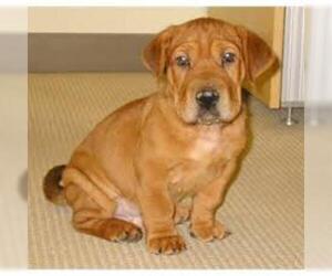 Image of Ba-Shar breed