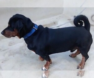 Image of Dachsweiler breed