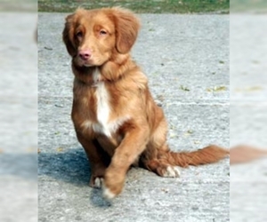 Image of Nova Scotia Duck Tolling Retriever breed