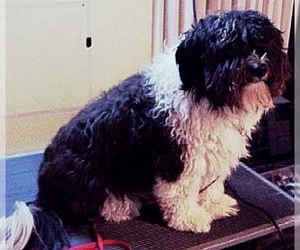 Image of Cadoodle breed