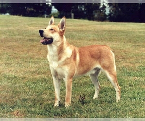 Image of Carolina Dog breed