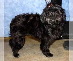 Small #1 Breed Affen Tzu image