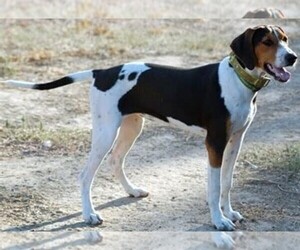 Image of breed Treeing Walker Coonhound