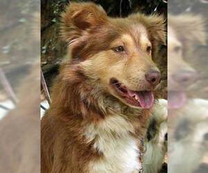 Small #2 Breed Aidi image