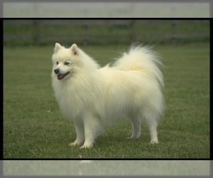 Image of American Eskimo Dog breed