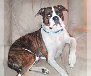 Small #2 Breed Alapaha Blue Blood Bulldog image