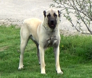 Image of Anatolian Mastiff breed