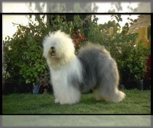 Image of Old English Sheepdog breed