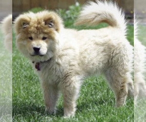 Image of Akitapoo breed