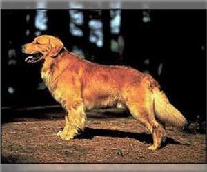 Small #4 Breed Golden Retriever image