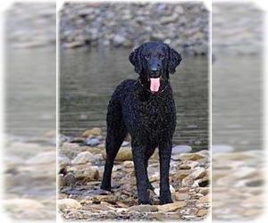 Image of Curly Coated Retriever breed