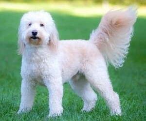 Image of Goldendoodle mix (+ Poodle Standard) breed
