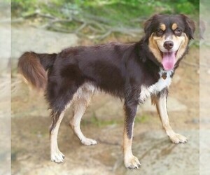 Image of Aussie Siberian breed