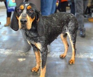 Image of Bluetick Whippet breed