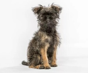 Image of Affenpug breed