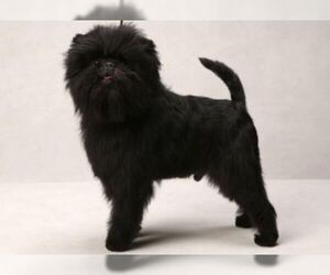 Small #6 Breed Affenpinscher image