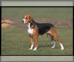 Image of American Foxhound breed