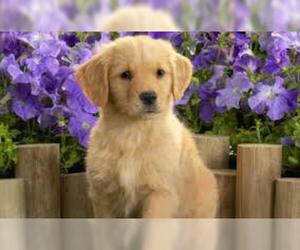 Small #3 Breed Labrador Retriever image